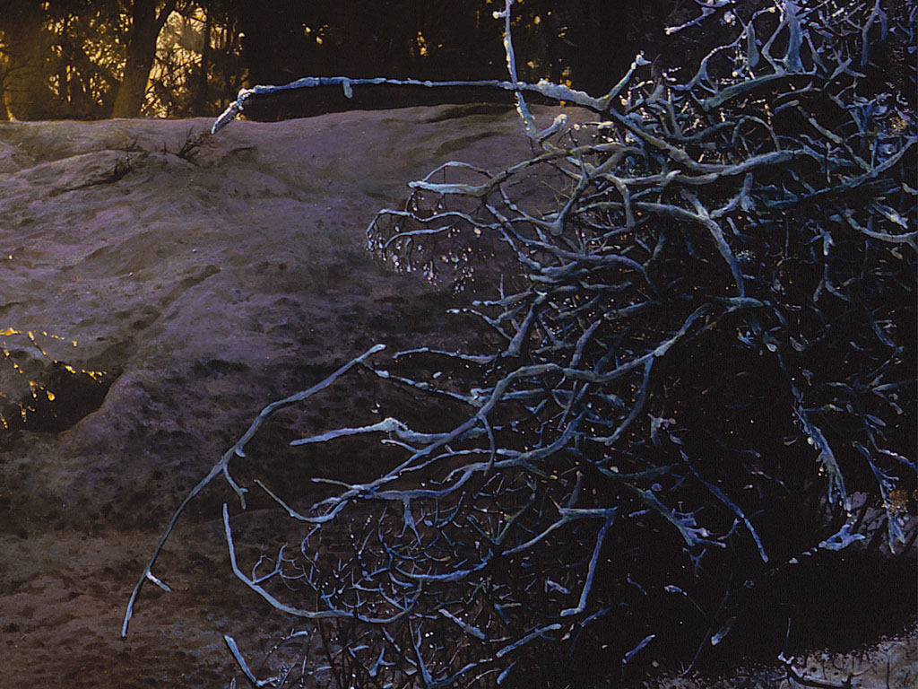 donkere, berijpte struikenwirwar op de grond, dark, icy growth