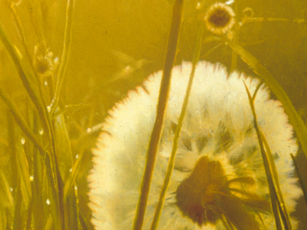 close-up fluffy dandelion, ongeveer 8 x vergroot, close-up donzige paardenbloem, about 8 times enlarged
