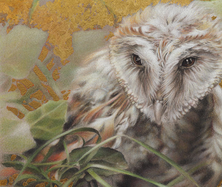 detail hoofd jonge Uil