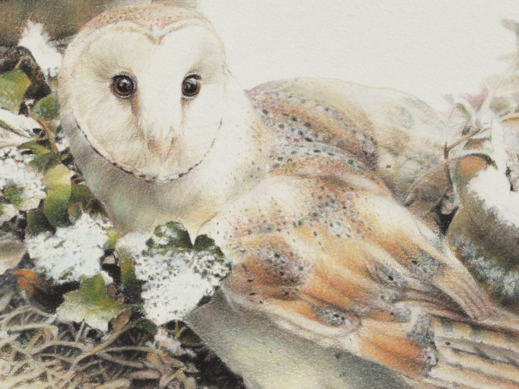 Paul Christiaan Bos kerkuil Coppernickle