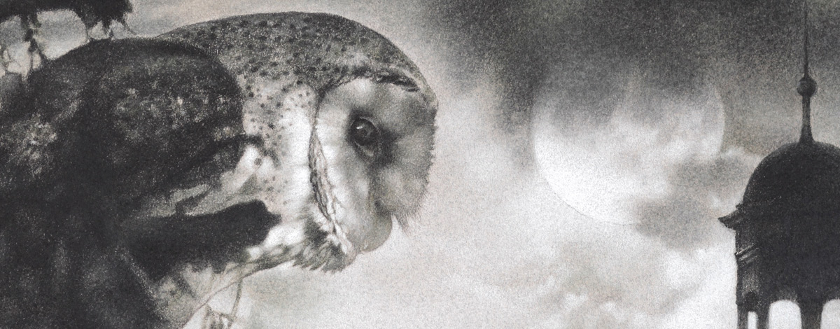 uilenhoofd van dichtbij