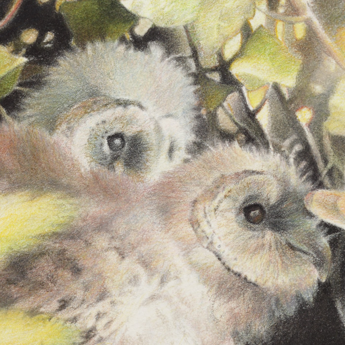 Paul Christiaan Bos kuikens van dichtbij