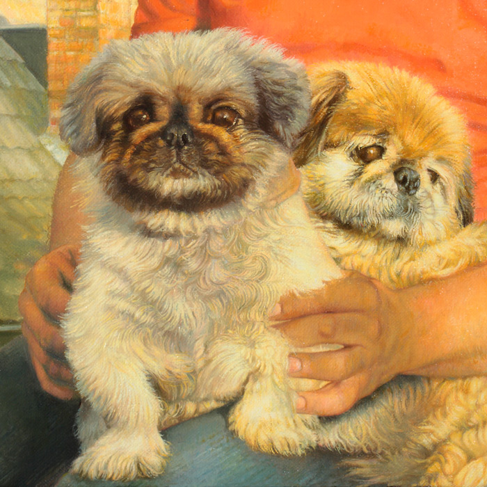 detail gezichten Pekinezen Jappie en Wimpie, zijn oude vrienden. detail faces of Pekinese Jappie and Wimpie, his long-time friends. Watch the eyes.