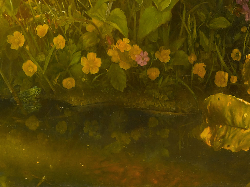 kikker, zon schijnt op bodem sloot