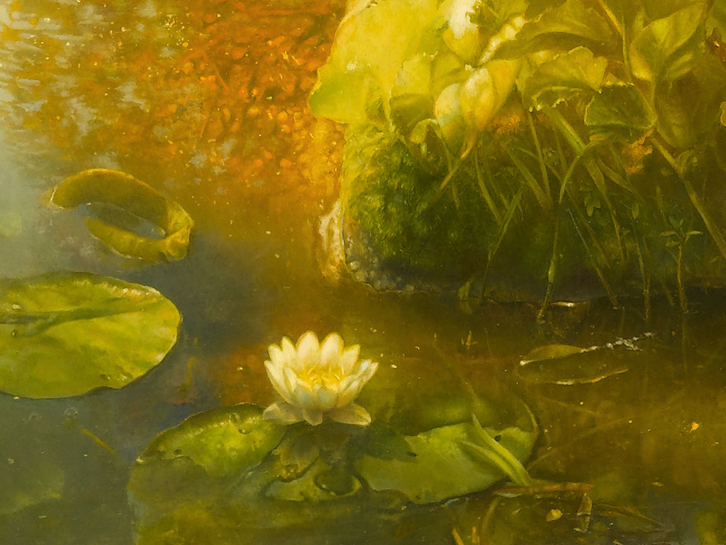 waterlelie