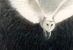 Paul Christiaan Bos: volgroeide Kerkuil Ariane, OostIndische inkt