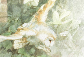 Paul Christiaan Bos: Vaderuil Coppernickle, aquarel