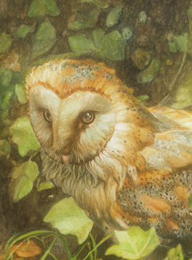 Paul Christiaan Bos: oude Feline, aquarel